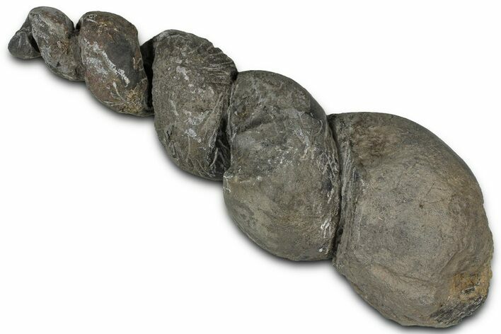 Devonian Fossil Gastropod Internal Mold - Issoumour, Morocco #221113